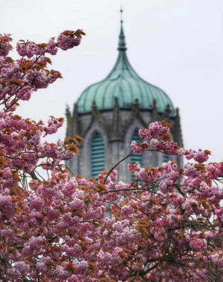 Family enjoying springtime near The Galmont Hotel with cherry blossoms and scenic tower view.